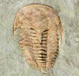Cambrian (Kingaspidoides?) Trilobite - (Special Price) #73005-1